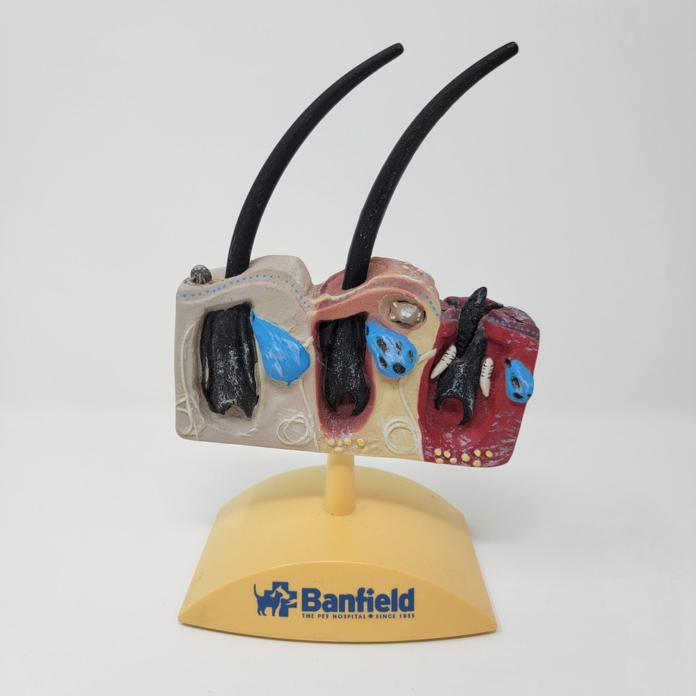Banfield Veterinary Plastic Anatomical Model for Education - Canine Skin
